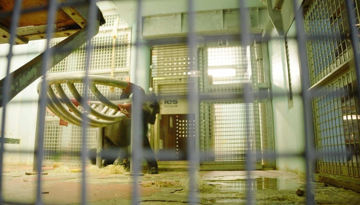 Gorilla_Walking_into_IES_Crate_1400x800